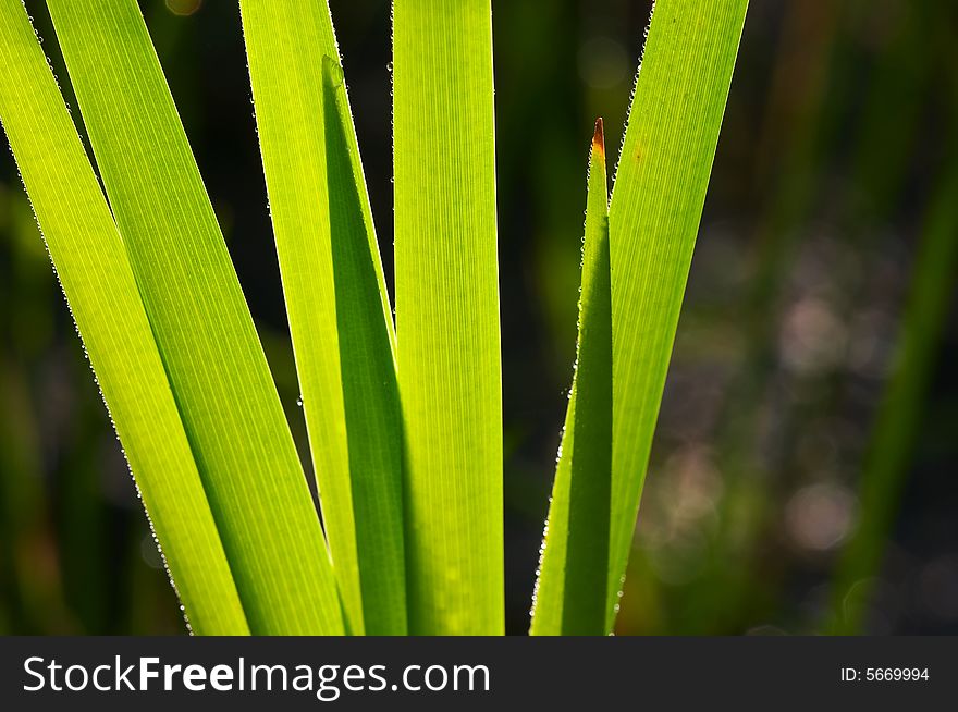 Beautiful detail of the bulrush. Beautiful detail of the bulrush