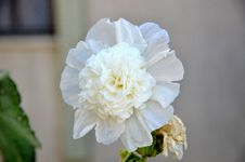 Hollyhock Flower Stock Photography Hollyhock Flower Stock Photography