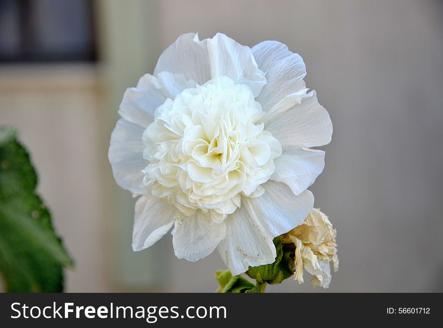 Hollyhock Flower