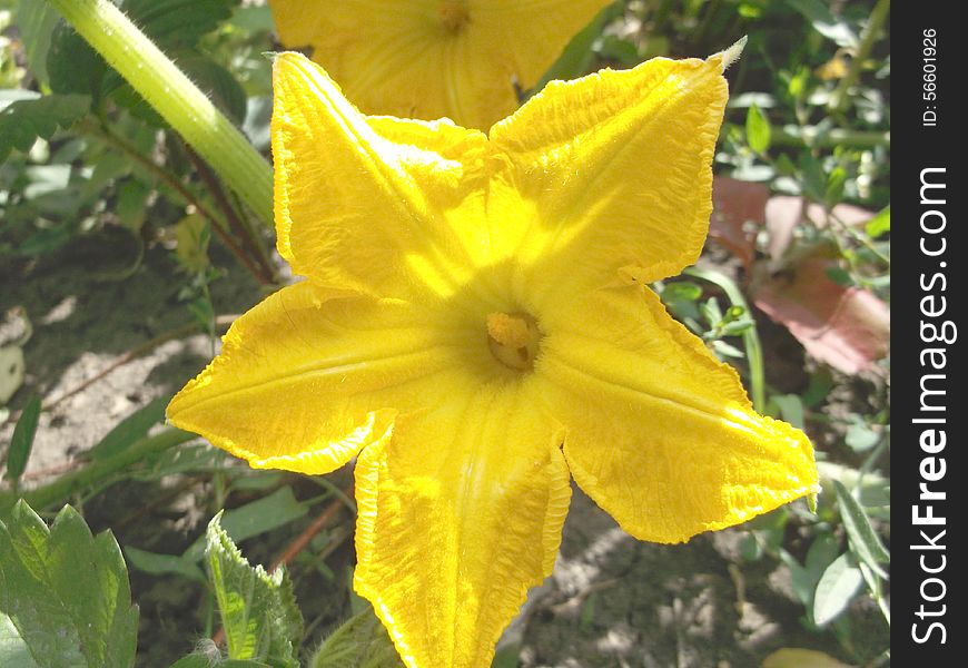 Pumpkin flourished in July, Yellow flower. Pumpkin flourished in July, Yellow flower