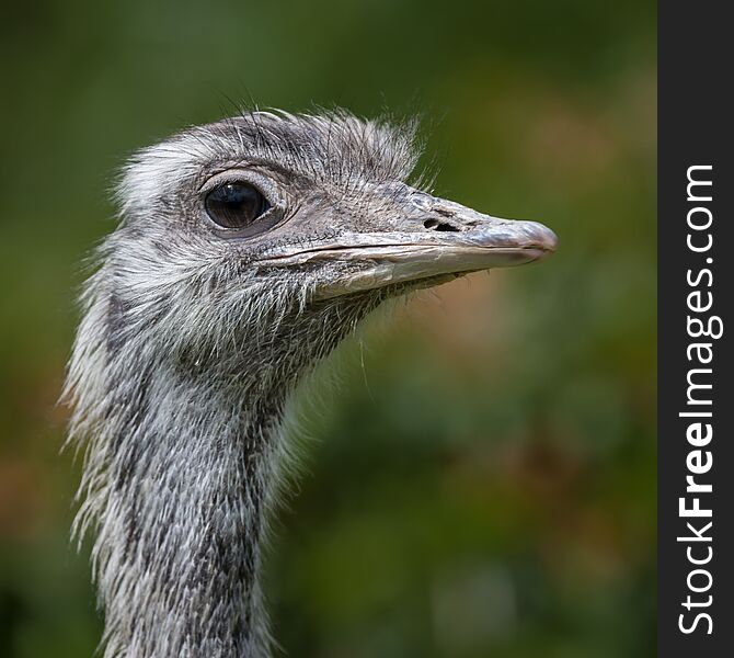 Close up and detailed head portrait of a Rhea in square format looking to right. Close up and detailed head portrait of a Rhea in square format looking to right