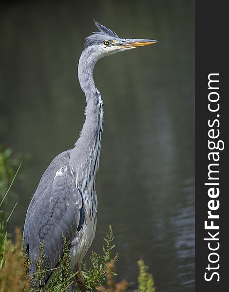 An upright, vertical photograph of a grey heron Ardea cinerea looking to the right