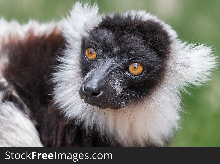 Close up head portrait of a ruffed lemur with staring eyes looking slightly to left