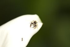 Spider S Lunch Stock Images Spider S Lunch Stock Images