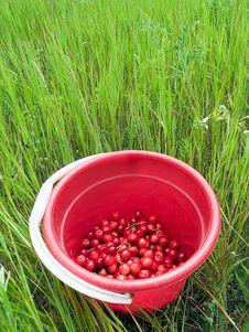 Red Cherry Bucket In Green Field Royalty Free Stock Photos Red Cherry Bucket In Green Field Royalty Free Stock Photos