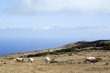 Grazing Cows On Highlands Of La Dehesa, El Hierro, Stock Images Grazing Cows On Highlands Of La Dehesa, El Hierro, Stock Images