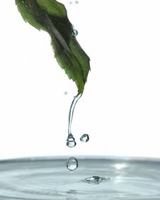 Water And Blade Of Grass Royalty Free Stock Photography Water And Blade Of Grass Royalty Free Stock Photography