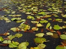 Wet Leaves Fallen On Ground Stock Photos Wet Leaves Fallen On Ground Stock Photos