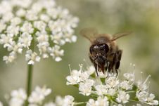 Honey Bee Macro Stock Images Honey Bee Macro Stock Images