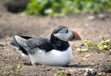 Puffin Laying Down Stock Photography Puffin Laying Down Stock Photography