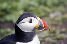 Puffin Portrait Royalty Free Stock Photography Puffin Portrait Royalty Free Stock Photography
