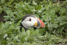 Puffin With Head Out Of Burrow. Royalty Free Stock Photos Puffin With Head Out Of Burrow. Royalty Free Stock Photos