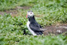 Puffin With Sand Eels. Stock Images