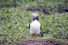 Puffin Ewith Sand Eels In It S Beak Stock Images Puffin Ewith Sand Eels In It S Beak Stock Images