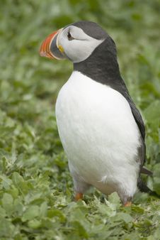 Puffin Standing In Foliage Stock Images Puffin Standing In Foliage Stock Images
