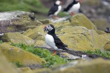 Puffin On Rocks With Sand Eels. Royalty Free Stock Images Puffin On Rocks With Sand Eels. Royalty Free Stock Images