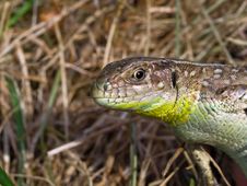 Lizard Stock Images Lizard Stock Images