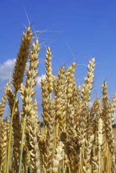 Wheat Stock Photography Wheat Stock Photography