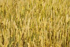 Wheat Royalty Free Stock Images Wheat Royalty Free Stock Images