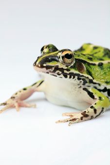 Green Frog Isolated On White Stock Photos