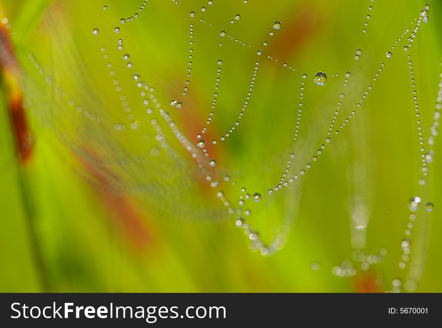 Beautiful spider web with the pearl. Beautiful spider web with the pearl