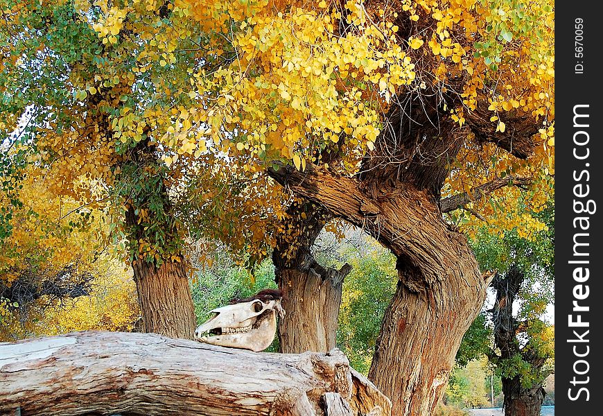 Diversiform-leved poplar is a kind of tree that grows in Inner Mongolia of China.a skull of a wild animal is placed on the branch of the tree.