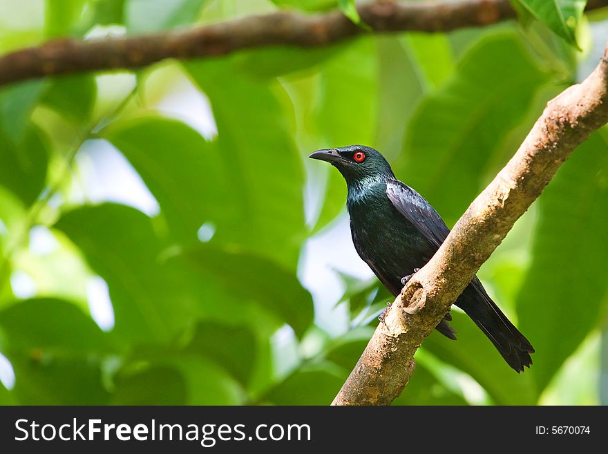 Red Eyed Bird