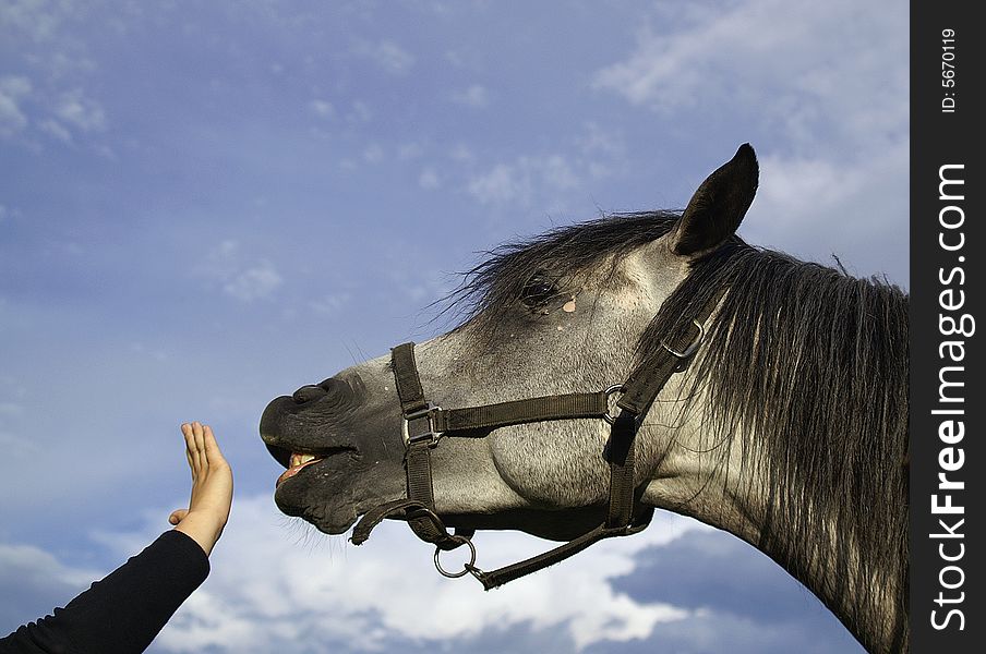Head of a half-arabian grey stallion greeting visitors. Head of a half-arabian grey stallion greeting visitors