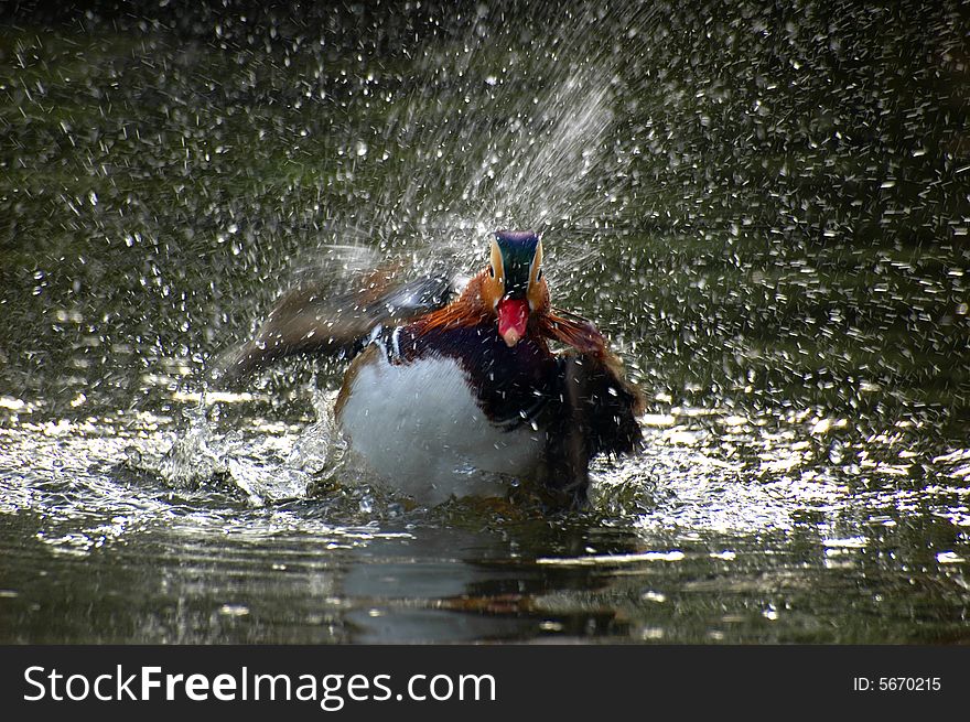 Mandarin duck making a splash