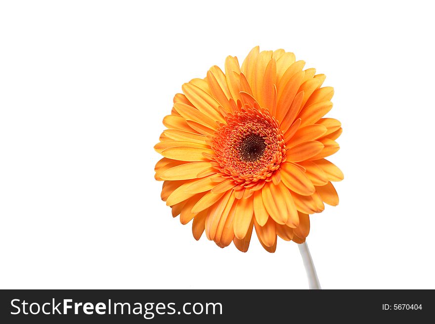 Yellow gerber on a white background