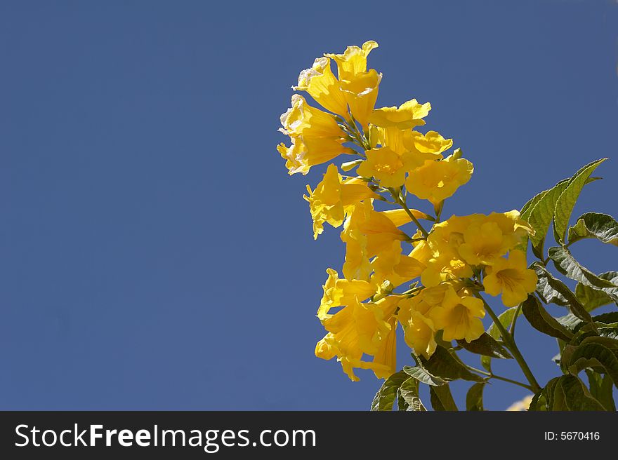 The Yellow flower on a background of the sky