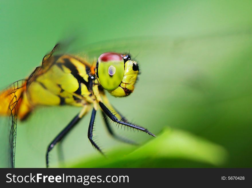 The dragonfly on a plant .waiting for the food .