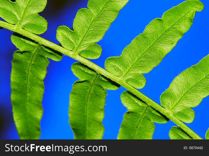 The leaf with a blue background