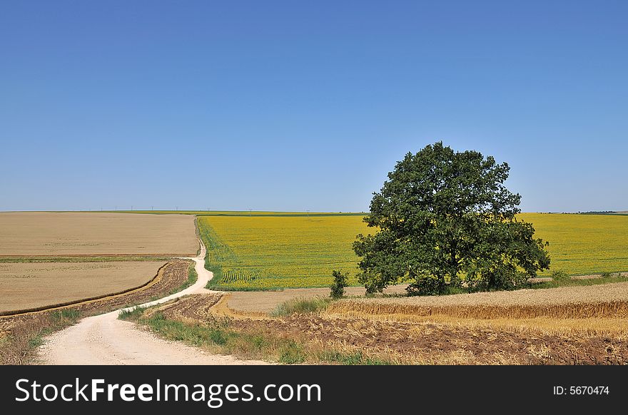 Sunflower field with tree on blue sky