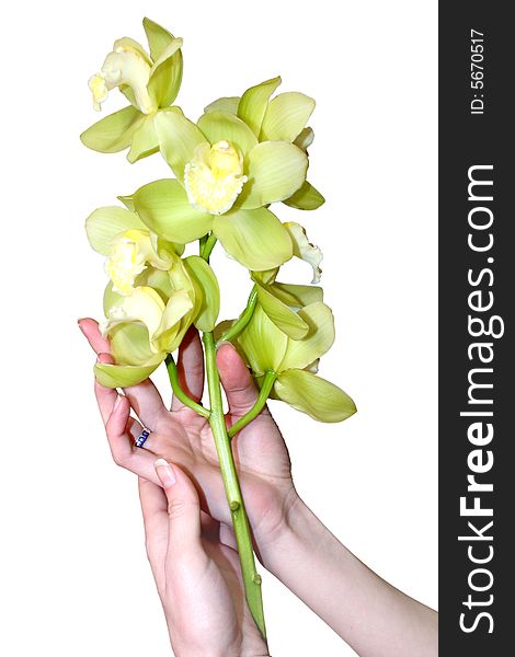 Beautiful feminine hands keeps flower a  lily on light background