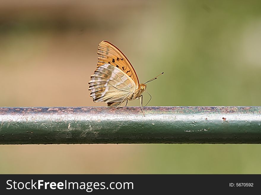 Silver Washed Fritillary Butterfly (Argynnis paphia)