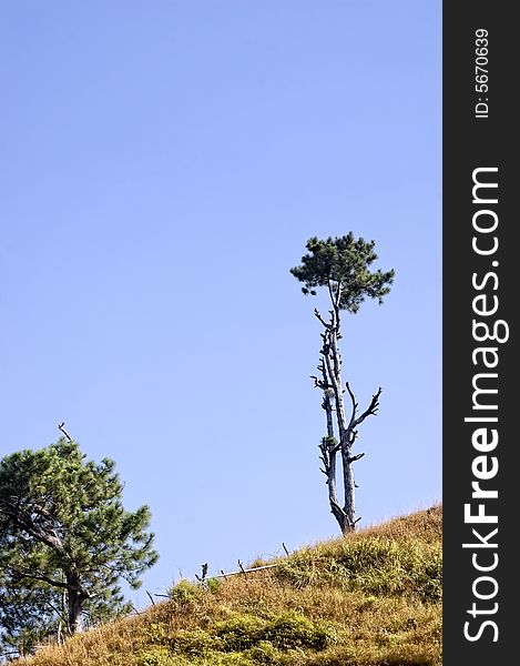 One of the remaining trees left from logging in Sagada, Philippines