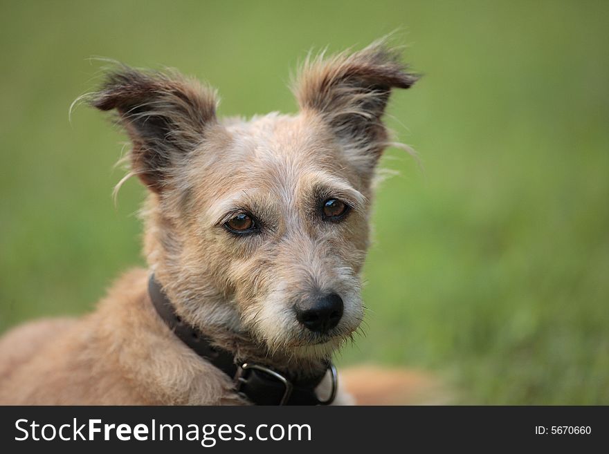 Small brownish terrier type dog