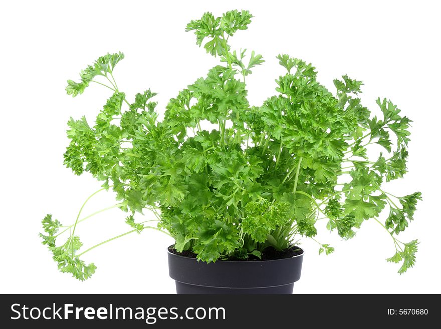 Flowerpot with parsley on a white background. Flowerpot with parsley on a white background.