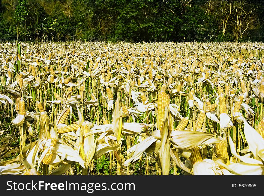 Yellow corn ready for harvest in Ilocos Province, Philippines