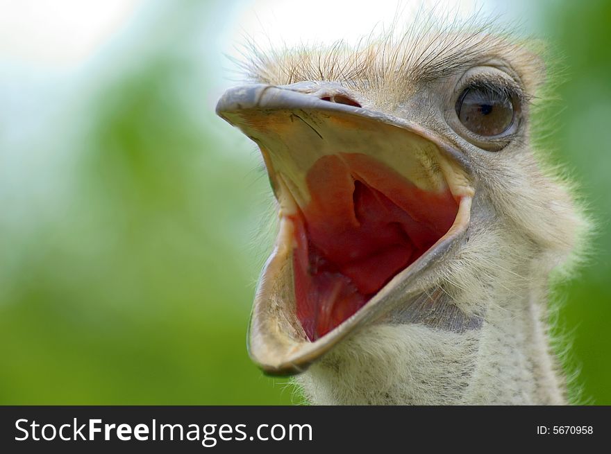 Portrait of a ostrich opened beaked