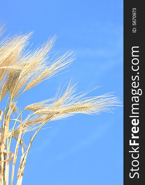 Wheat stems against blue sky. Wheat stems against blue sky.