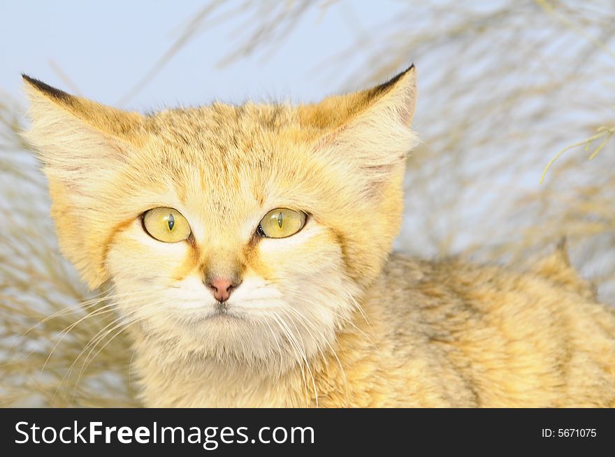 Shoot this wild cat in Kuwait ALSALMI desert