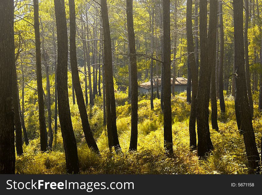 A house in the middle of a pine forest, Sagada, Philippines. A house in the middle of a pine forest, Sagada, Philippines