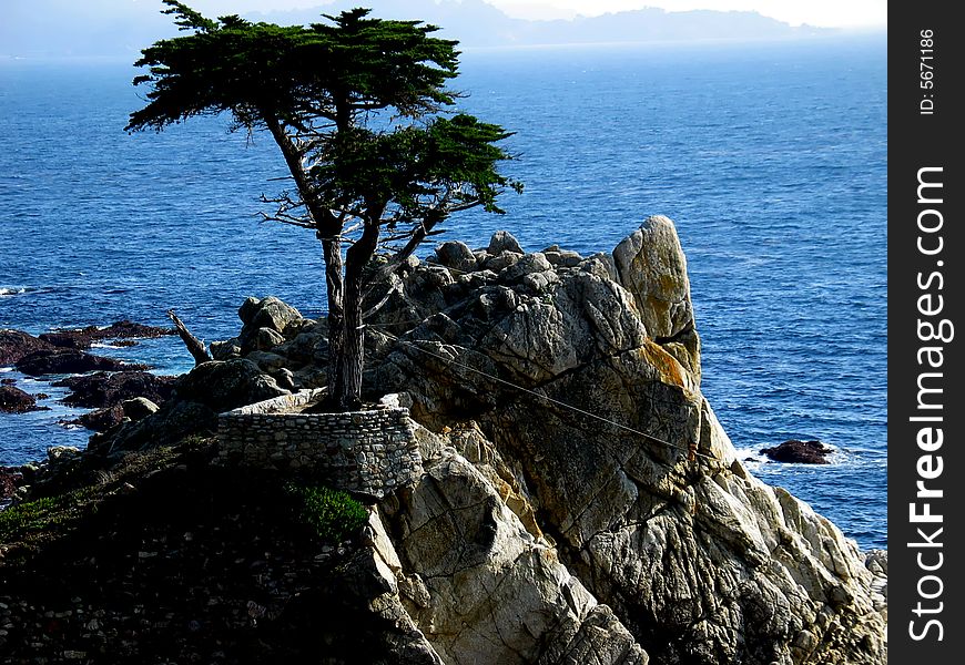 Tree at pacific ocean beach,California,US. Tree at pacific ocean beach,California,US