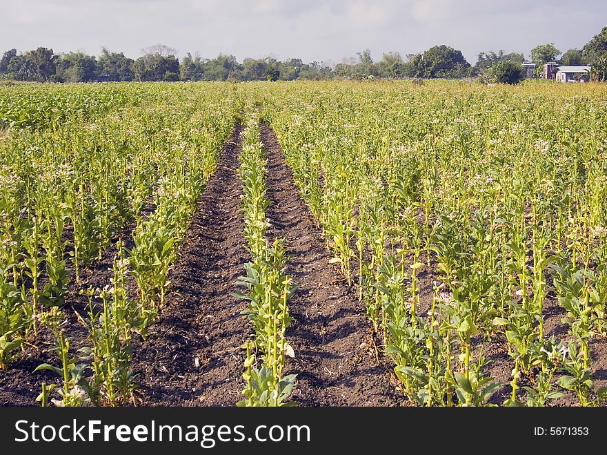 Tobacco plantation in Ilocos Province, Philippines