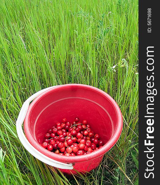 Bucket of red cherries in green field. Bucket of red cherries in green field