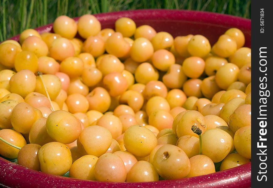 Bucket Of Cherries