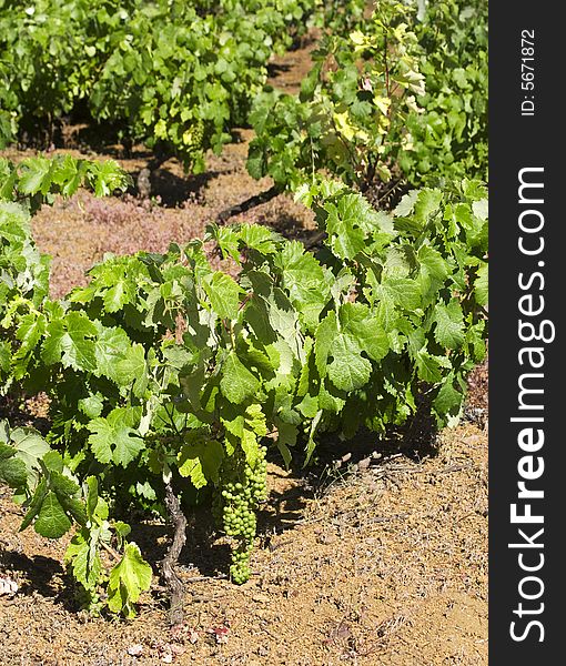 Vine with ripe grapes on red earth at El Hierro, Canary Islands. Vine with ripe grapes on red earth at El Hierro, Canary Islands