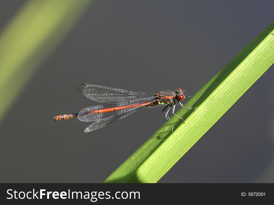 A dragonfly photographed with macro- objective at my gardenpond. A dragonfly photographed with macro- objective at my gardenpond.